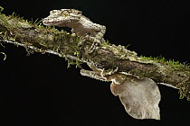 Northern Leaf-tailed Gecko (Saltuarius cornutus), Mount Hypipamee National Park, Australia