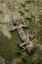 Northern Leaf-tailed Gecko (Saltuarius cornutus), Mount Hypipamee National Park, Australia