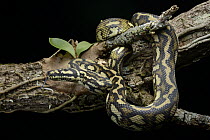 Carpet Python (Morelia spilota), Kuranda, Australia