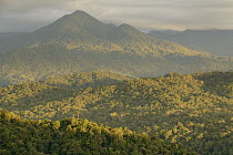 Virgin rainforest, Gunung Gamei, Nabire, Kobowre Mountains, New Guinea, Indonesia