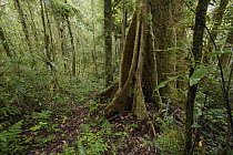 Cool and damp mossy forest, Arfak Mountains, New Guinea, Indonesia