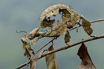 Stick Insect (Extatosoma popa) mimicking dead leaves, Ndundu, Indonesia