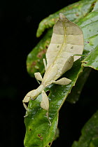 Leaf Insect (Phyllium sp) juvenile, Gembundo, Gunung Kembu, Indonesia
