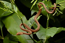Brown Tree Snake (Boiga irregularis) juvenile, Mamberamo Basin, Dabra, Indonesia