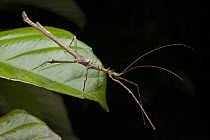Phasmid (Centrophasma longipennis) male, Danum Valley Conservation Area, Borneo, Malaysia
