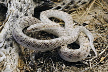 California Glossy Snake (Arizona elegans occidentalis), San Felipe, Baja California, Mexico