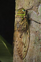 Cicada (Pomponia decem), Borneo, Kubah National Park, Sarawak, Malaysia
