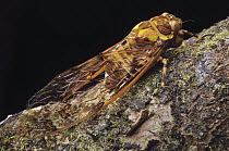 Cicada (Cicadoidea), Malaysia