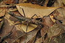 Stick Insect (Hoploclonia gecko)camouflaged in leaf litter, Sarawak, Kubah National Park, Sarawak, Malaysia