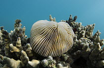 Mushroom Coral (Fungia scutaria), Fiji