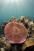 Mushroom Coral (Fungia scutaria), Fiji