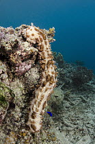 Sea Cucumber (Bohadschia graeffei) on coral reef, Fiji