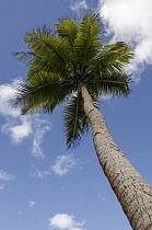 Coconut Palm (Cocos nucifera), Fiji