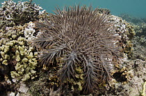 Crown-of-thorns Starfish (Acanthaster planci) a damaging predator of coral reefs, Fiji