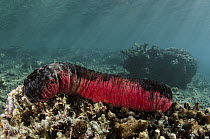 Pink and Black Sea Cucumber (Holothuria edulis), Fiji