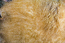 Sea Anemone (Stichodactyla sp) tentacles, Fiji