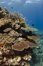 Hard corals on Rainbow Reef, Fiji