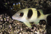 Doublebar Goatfish (Parupeneus crassilabris), Rainbow Reef, Fiji