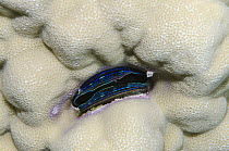 Coral Clam (Pedum spondyloideum), Fiji