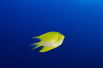 Yellow Damsel (Pomacentrus moluccensis), Rainbow Reef, Fiji