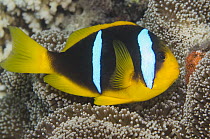 Orange-fin Anemonefish (Amphiprion chrysopterus) amidst tentacles of sea anemone tending its eggs, Fiji