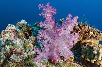 Soft Coral (Dendronephthya sp), Rainbow Reef, Fiji