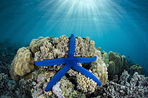 Blue Sea Star (Linckia laevigata), Fiji