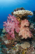 Soft Coral (Dendronephthya sp) and hard corals, Rainbow Reef, Fiji