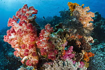 Soft Coral (Dendronephthya sp), Rainbow Reef, Fiji