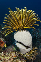 Feather Star (Oxycomanthus bennetti) on coral, Rainbow Reef, Fiji