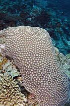 Stony Coral (Scleractinia), Fiji