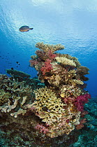 Various hard and soft corals, Rainbow Reef, Fiji
