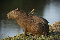 Capybara (Hydrochoerus hydrochaeris) with flycatcher on back, Pantanal, Mato Grosso, Brazil