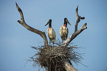 Jabiru Stork (Jabiru mycteria) pair at nest, Pantanal, Mato Grosso, Brazil