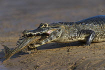 Jacare Caiman (Caiman yacare), Pantanal, Mato Grosso, Brazil