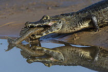 Jacare Caiman (Caiman yacare), Pantanal, Mato Grosso, Brazil