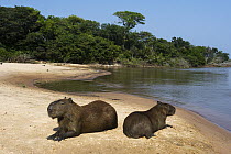 Capybara (Hydrochoerus hydrochaeris), Pantanal, Mato Grosso, Brazil