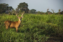 Marsh Deer (Blastocerus dichotomus) male, Pantanal, Mato Grosso, Brazil