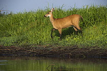 Marsh Deer (Blastocerus dichotomus) female, Pantanal, Mato Grosso, Brazil