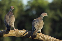Picazuro Pigeon (Patagioenas picazuro) pair, Pantanal, Mato Grosso, Brazil