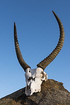 Waterbuck (Kobus ellipsiprymnus) skull, Zimbabwe