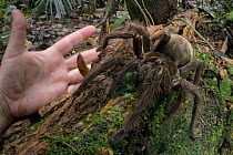 Goliath Bird-eating Spider (Theraphosa blondi) and hand, Suriname
