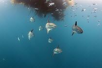 Ocean Sunfish (Mola mola) group gather under floating kelp paddy, Nine Mile Bank, San Diego, California