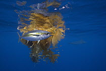 Yellowfin Tuna (Thunnus albacares) and Blue Marlin (Makaira nigricans) beside floating kelp, Nine Mile Bank, San Diego, California