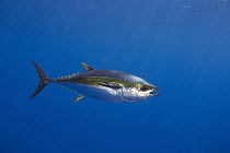 Yellowfin Tuna (Thunnus albacares), Nine Mile Bank, San Diego, California