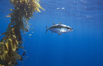Yellowfin Tuna (Thunnus albacares) and juvenile California Yellowtail (Seriola lalandi) near kelp paddy, Nine Mile Bank, San Diego, California