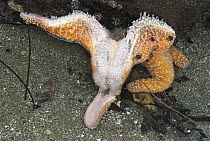 Ochre Sea Star (Pisaster ochraceus) infected with Sea Star Wasting Disease, Olympic Peninsula, Washington