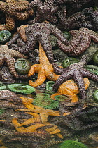 Ochre Sea Star (Pisaster ochraceus) group in tidepool, Shi Shi Beach, Olympic National Park, Washington