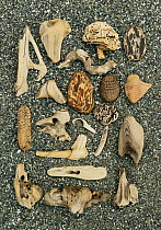Collection of driftwood on beach, Shi Shi Beach, Olympic National Park, Washington