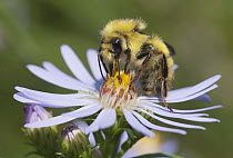 Bee (Apidae) feeding on nectar, Deception Pass State Park, Washington